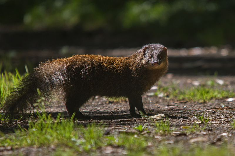 Indian brown mongoose (Herpestes fuscus); DISPLAY FULL IMAGE.