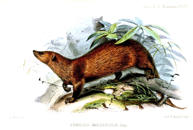 Indian brown mongoose (Herpestes fuscus maccarthiae); DISPLAY FULL IMAGE.