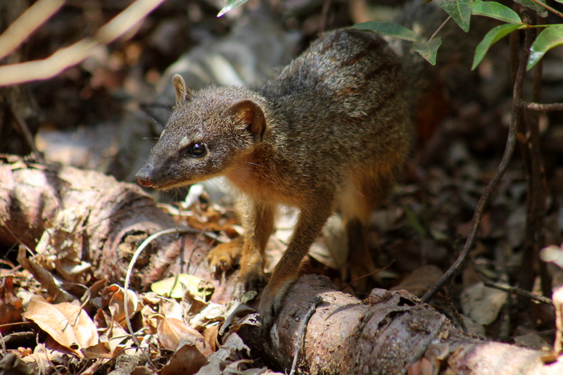 narrow-striped mongoose (Mungotictis decemlineata); DISPLAY FULL IMAGE.