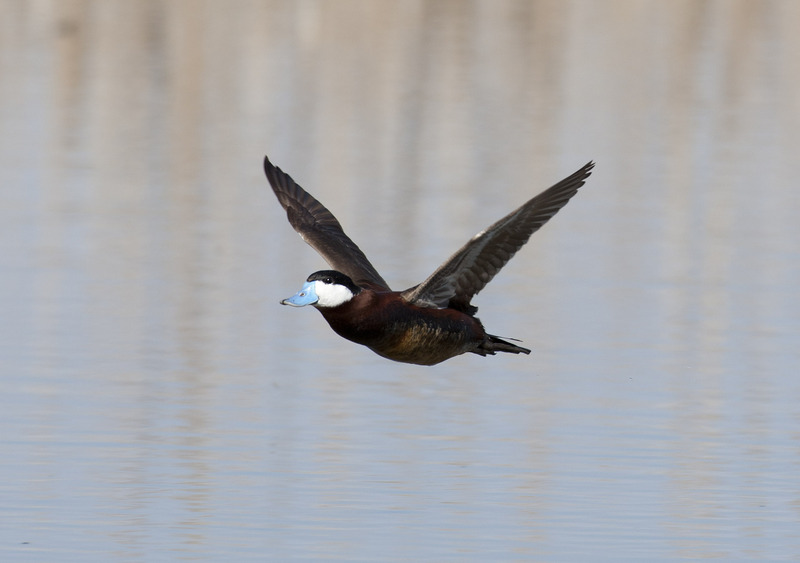ruddy duck (Oxyura jamaicensis); DISPLAY FULL IMAGE.