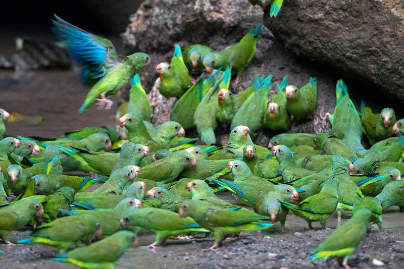 cobalt-winged parakeet (Brotogeris cyanoptera); DISPLAY FULL IMAGE.