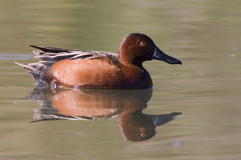 cinnamon teal (Anas cyanoptera septentrionalium); DISPLAY FULL IMAGE.