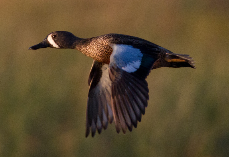 blue-winged teal (Anas discors, Spatula discors); DISPLAY FULL IMAGE.