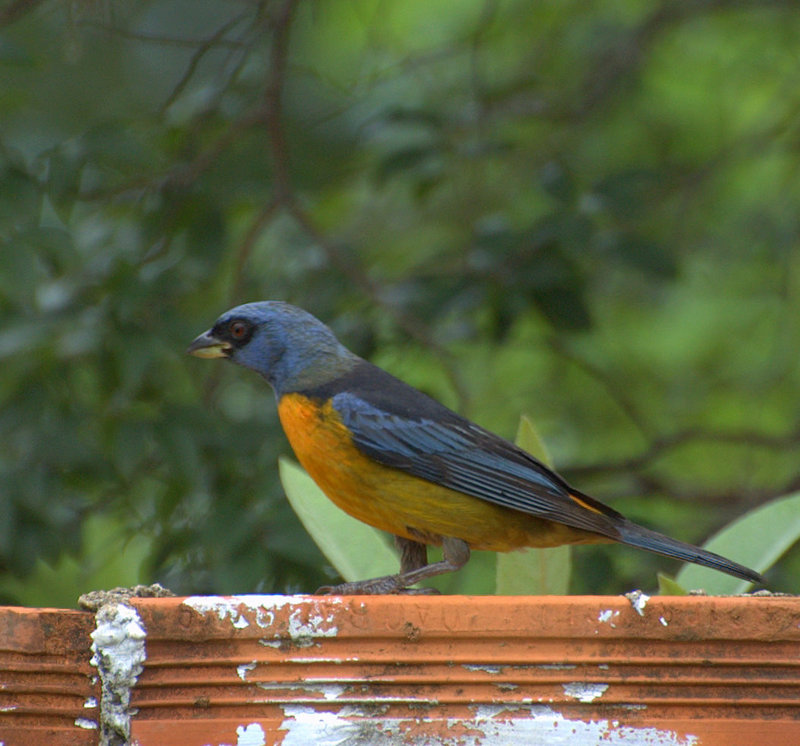 blue-and-yellow tanager (Pipraeidea bonariensis); DISPLAY FULL IMAGE.