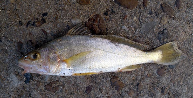 Pachyurus bonariensis, La Plata croaker; DISPLAY FULL IMAGE.