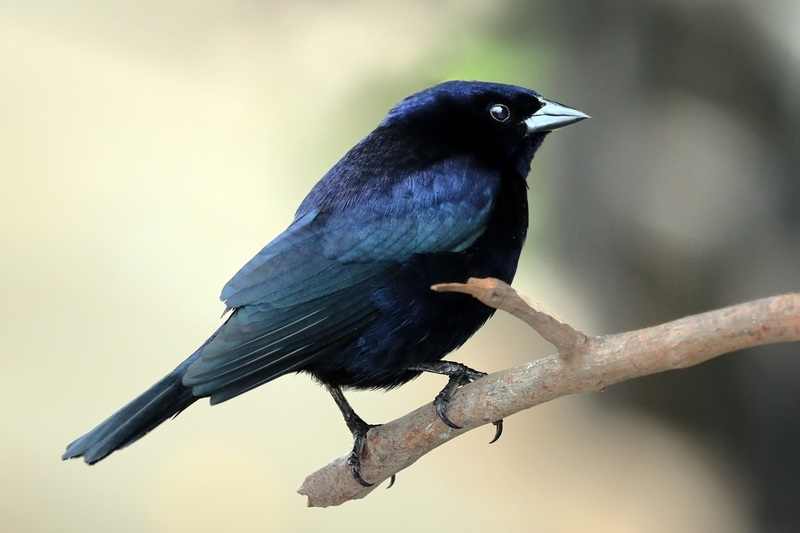 shiny cowbird (Molothrus bonariensis); DISPLAY FULL IMAGE.