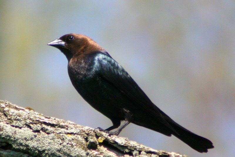 brown-headed cowbird (Molothrus ater); DISPLAY FULL IMAGE.