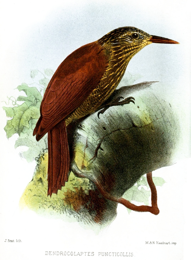 black-banded woodcreeper (Dendrocolaptes picumnus); DISPLAY FULL IMAGE.