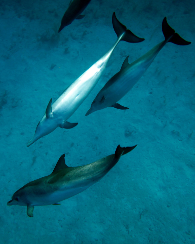 Atlantic spotted dolphin (Stenella frontalis); DISPLAY FULL IMAGE.