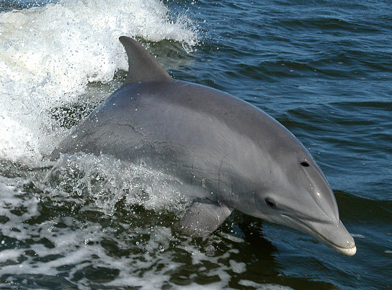 common bottlenose dolphin, Atlantic bottlenose dolphin (Tursiops truncatus); DISPLAY FULL IMAGE.