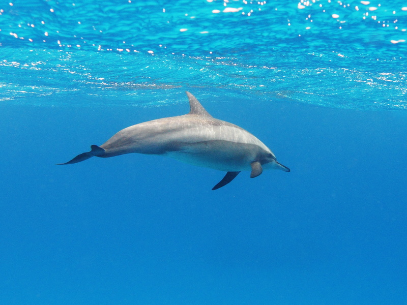 spinner dolphin (Stenella longirostris); DISPLAY FULL IMAGE.