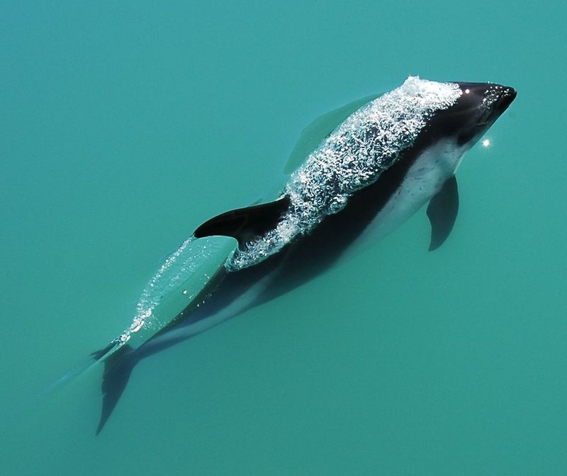 Peale's dolphin (Lagenorhynchus australis); DISPLAY FULL IMAGE.