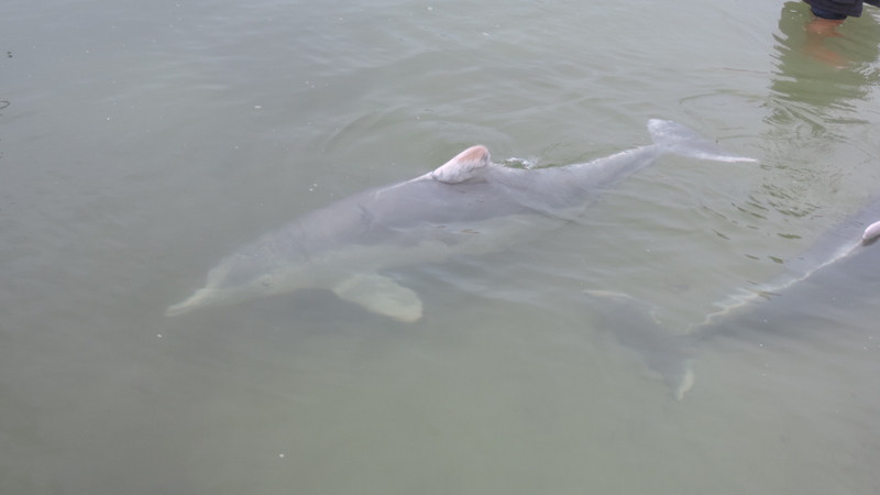 Australian humpback dolphin (Sousa sahulensis); DISPLAY FULL IMAGE.