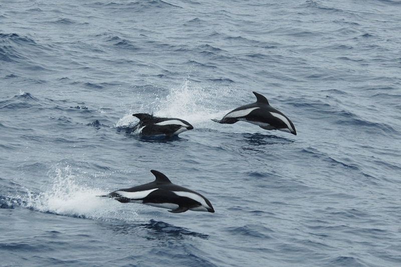 hourglass dolphin (Lagenorhynchus cruciger); DISPLAY FULL IMAGE.