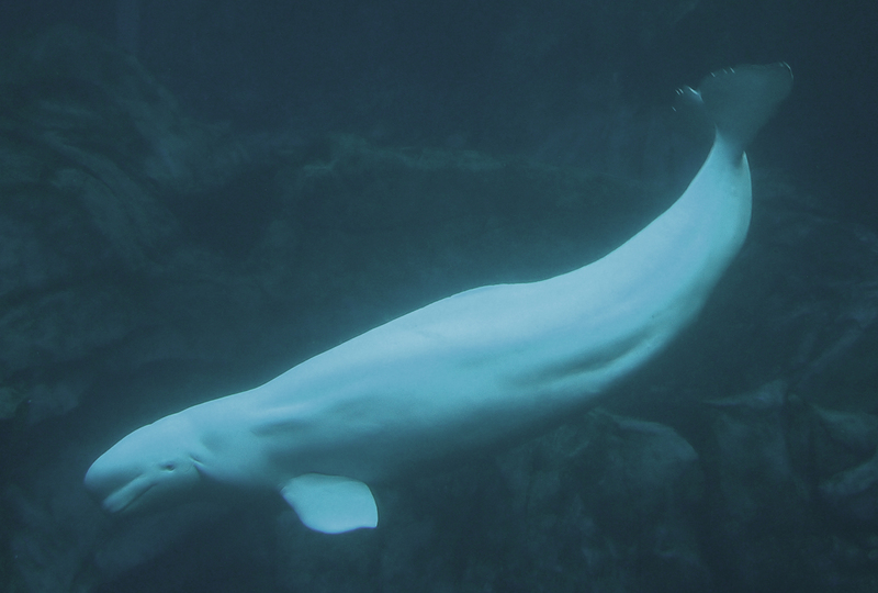 beluga whale, white whale (Delphinapterus leucas); DISPLAY FULL IMAGE.