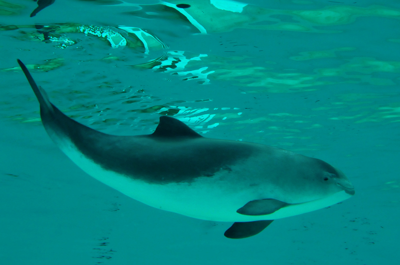 harbour porpoise (Phocoena phocoena); DISPLAY FULL IMAGE.