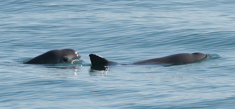 vaquita (Phocoena sinus); DISPLAY FULL IMAGE.