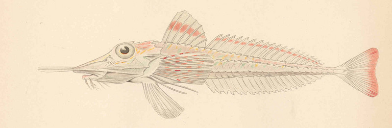 Peristedion gracile, Slender searobin; DISPLAY FULL IMAGE.
