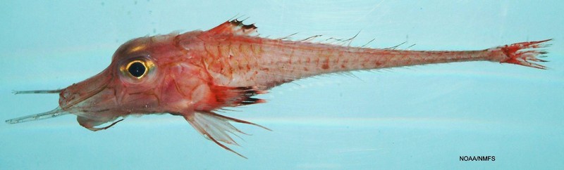Peristedion miniatum (Armoured searobin); DISPLAY FULL IMAGE.