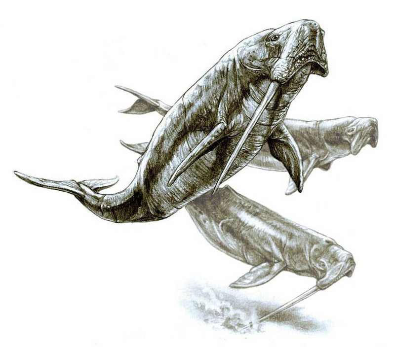 Odobenocetops; DISPLAY FULL IMAGE.