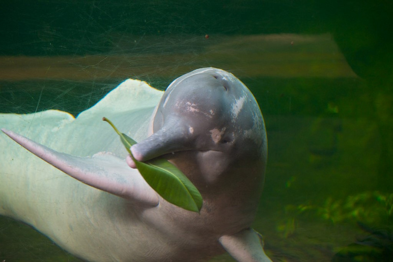 Amazon river dolphin, boto, pink dolphin (Inia geoffrensis); DISPLAY FULL IMAGE.