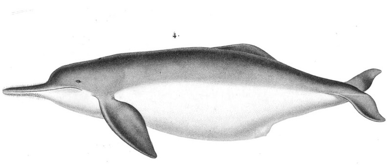 Bolivian river dolphin (Inia geoffrensis boliviensis or Inia boliviensis); DISPLAY FULL IMAGE.