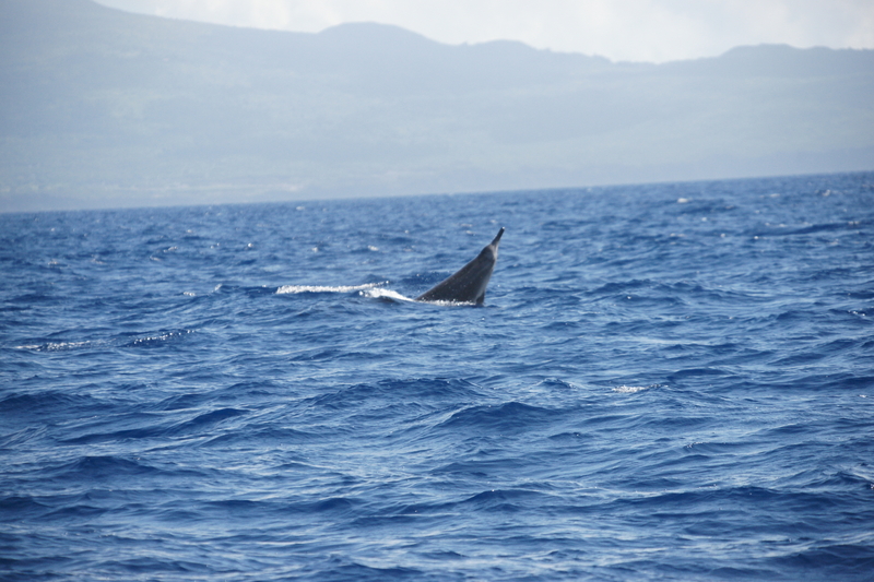 Sowerby's beaked whale (Mesoplodon bidens); DISPLAY FULL IMAGE.