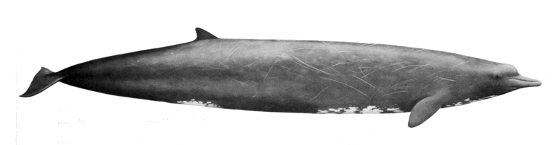 Baird's beaked whale (Berardius bairdii); DISPLAY FULL IMAGE.