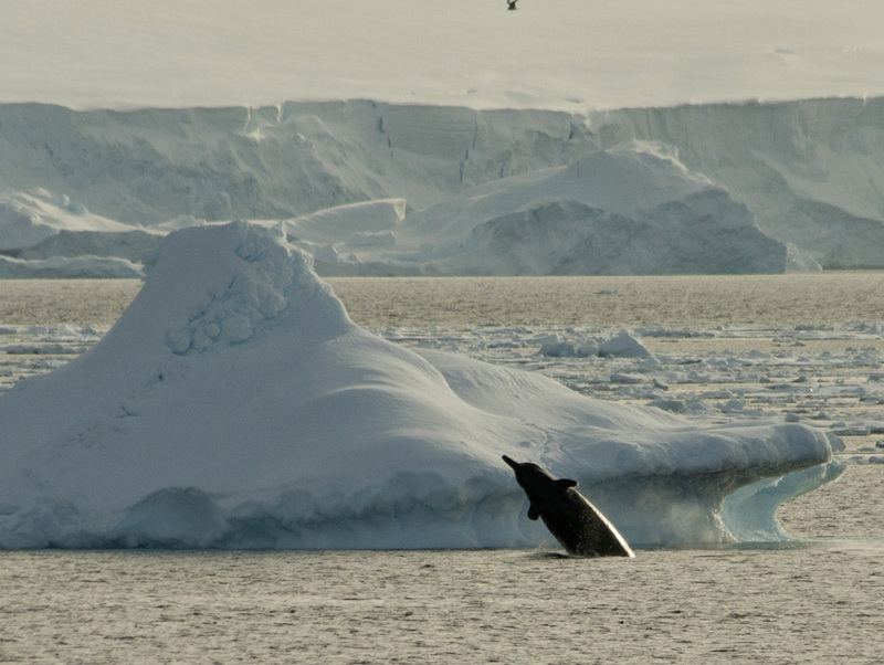 Arnoux's beaked whale (Berardius arnuxii); DISPLAY FULL IMAGE.