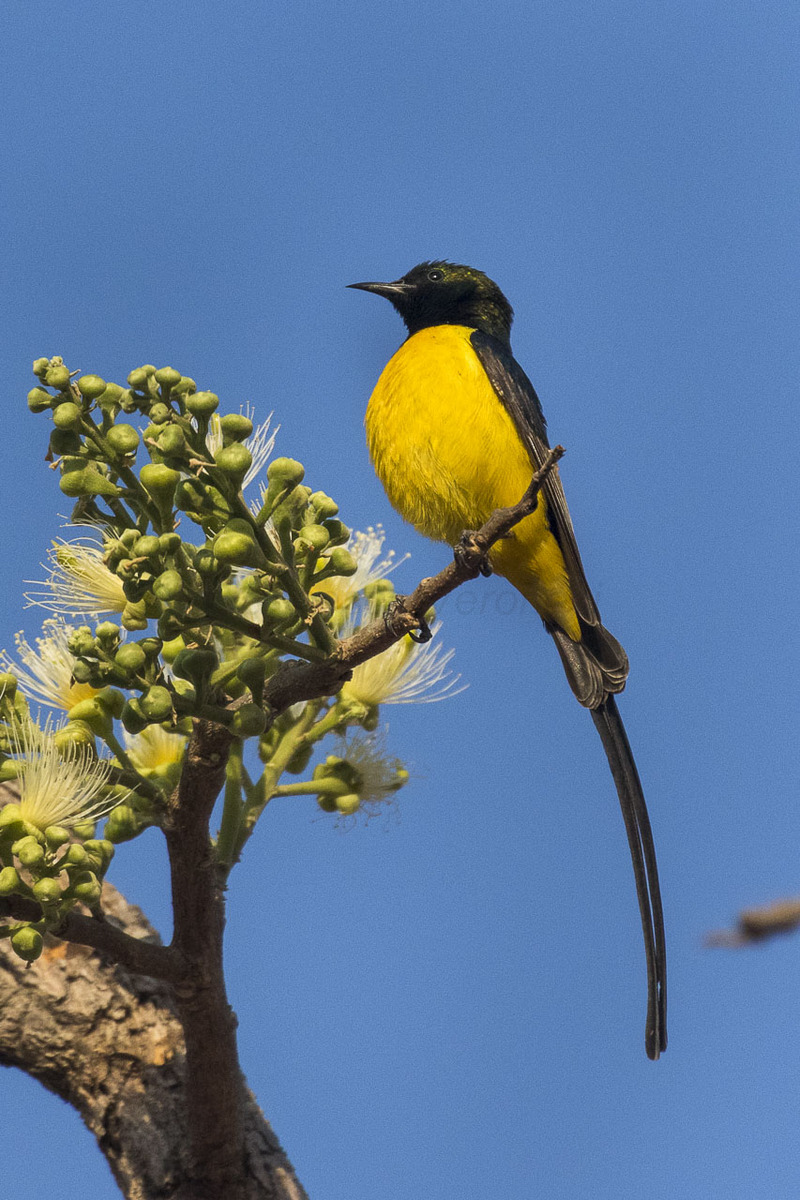 pygmy sunbird (Hedydipna platurus); DISPLAY FULL IMAGE.