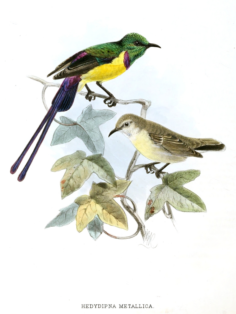 Nile Valley sunbird (Hedydipna metallica); DISPLAY FULL IMAGE.