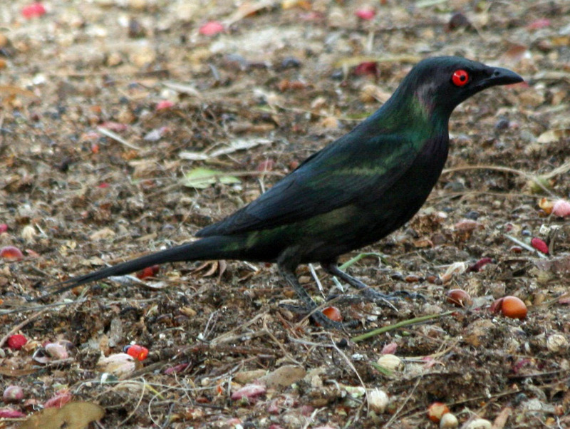 metallic starling, shining starling (Aplonis metallica); DISPLAY FULL IMAGE.