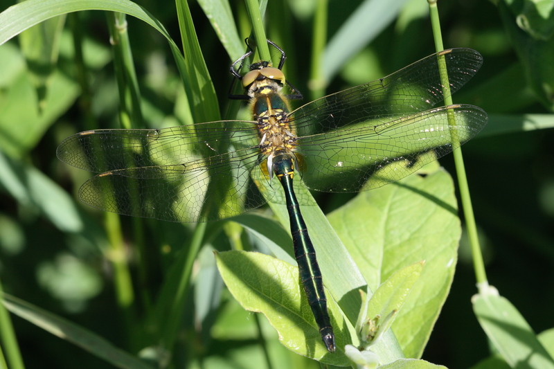 brilliant emerald, Somatochlora metallica; DISPLAY FULL IMAGE.