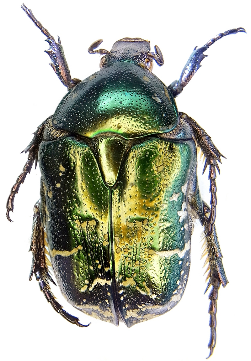 Protaetia cuprea (rose-chafer); DISPLAY FULL IMAGE.