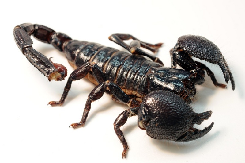 Emperor Scorpion, Pandinus imperator; DISPLAY FULL IMAGE.