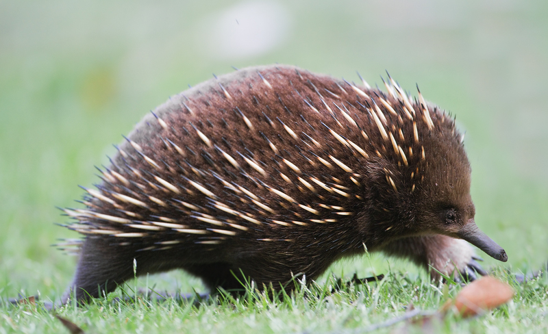 short-beaked echidna (Tachyglossus aculeatus setosus); DISPLAY FULL IMAGE.