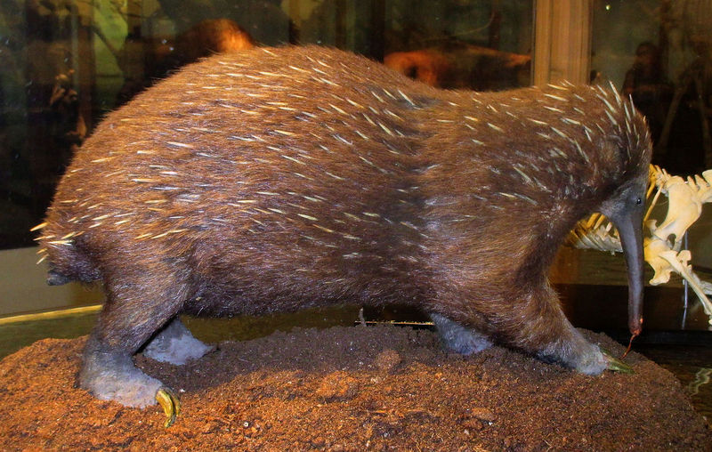 western long-beaked echidna (Zaglossus bruijni); DISPLAY FULL IMAGE.