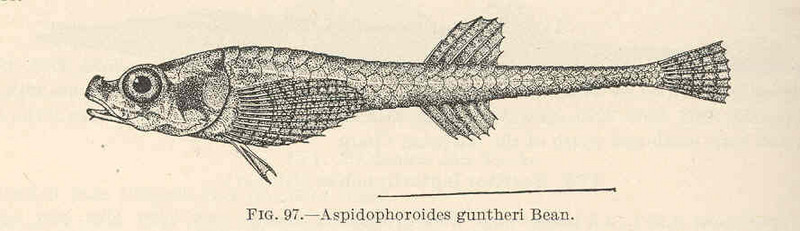 Arctic alligatorfish (Ulcina olrikii or Aspidophoroides olrikii); DISPLAY FULL IMAGE.