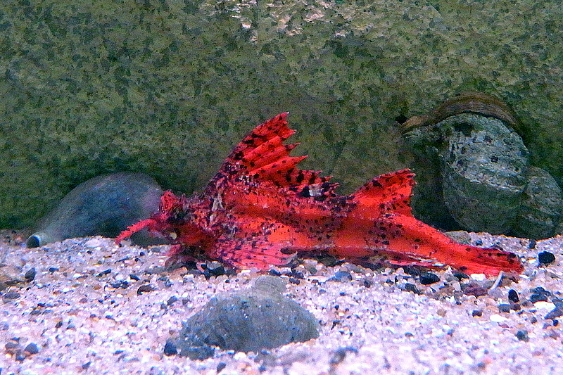 Agonomalus proboscidalis (poacher); DISPLAY FULL IMAGE.
