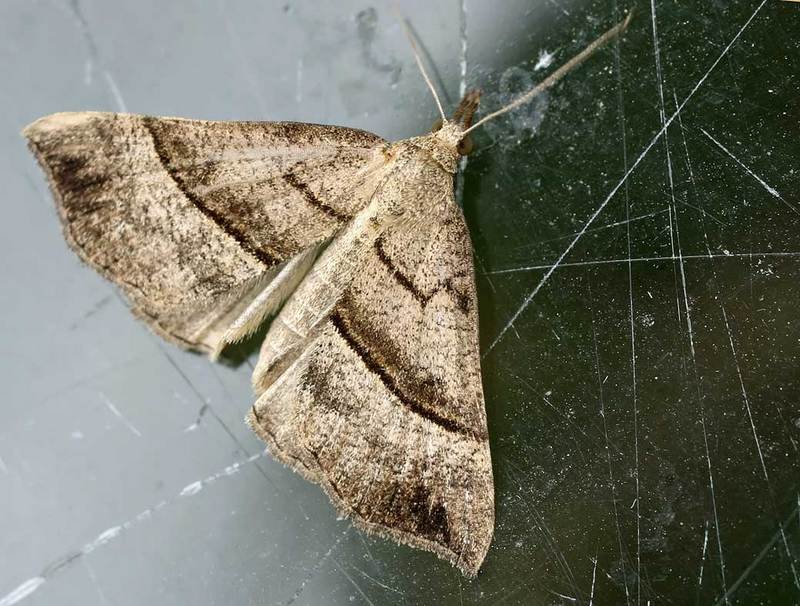 Hypena proboscidalis (the snout); DISPLAY FULL IMAGE.