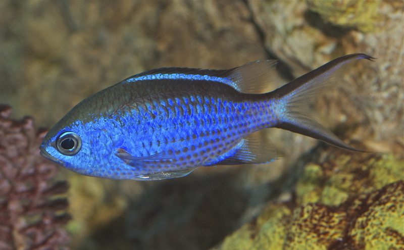 blue chromis (Chromis cyanea); DISPLAY FULL IMAGE.