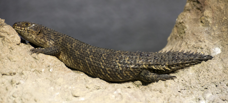 Egernia stokesii (gidgee skink, Stoke's skink); DISPLAY FULL IMAGE.