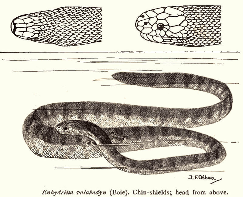Enhydrina schistosa (beaked sea snake); DISPLAY FULL IMAGE.
