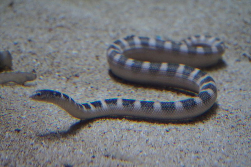 Hydrophis ornatus (ornate reef sea snake); DISPLAY FULL IMAGE.