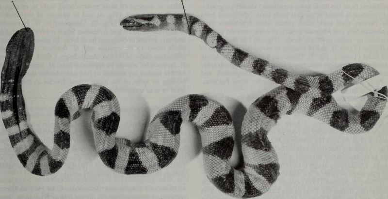 Hydrophis lapemoides (Arabian Gulf sea snake); DISPLAY FULL IMAGE.