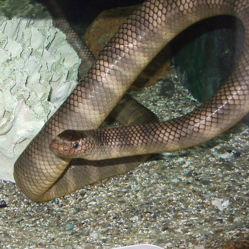 Laticauda semifasciata (black-banded sea krait, Chinese sea snake); DISPLAY FULL IMAGE.