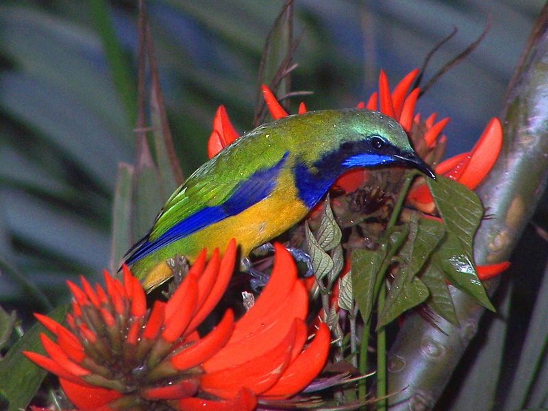 orange-bellied leafbird (Chloropsis hardwickii); DISPLAY FULL IMAGE.