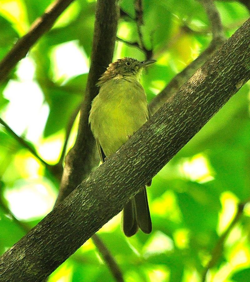 sulphur-bellied bulbul (Iole palawanensis, Ixos palawanensis); DISPLAY FULL IMAGE.