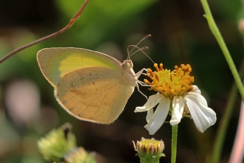 Eurema daira palmira (fairy yellow, barred sulphur); DISPLAY FULL IMAGE.