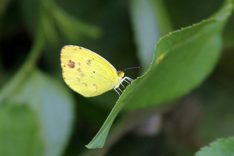 Eurema lisa euterpe (little yellow, little sulphur); DISPLAY FULL IMAGE.